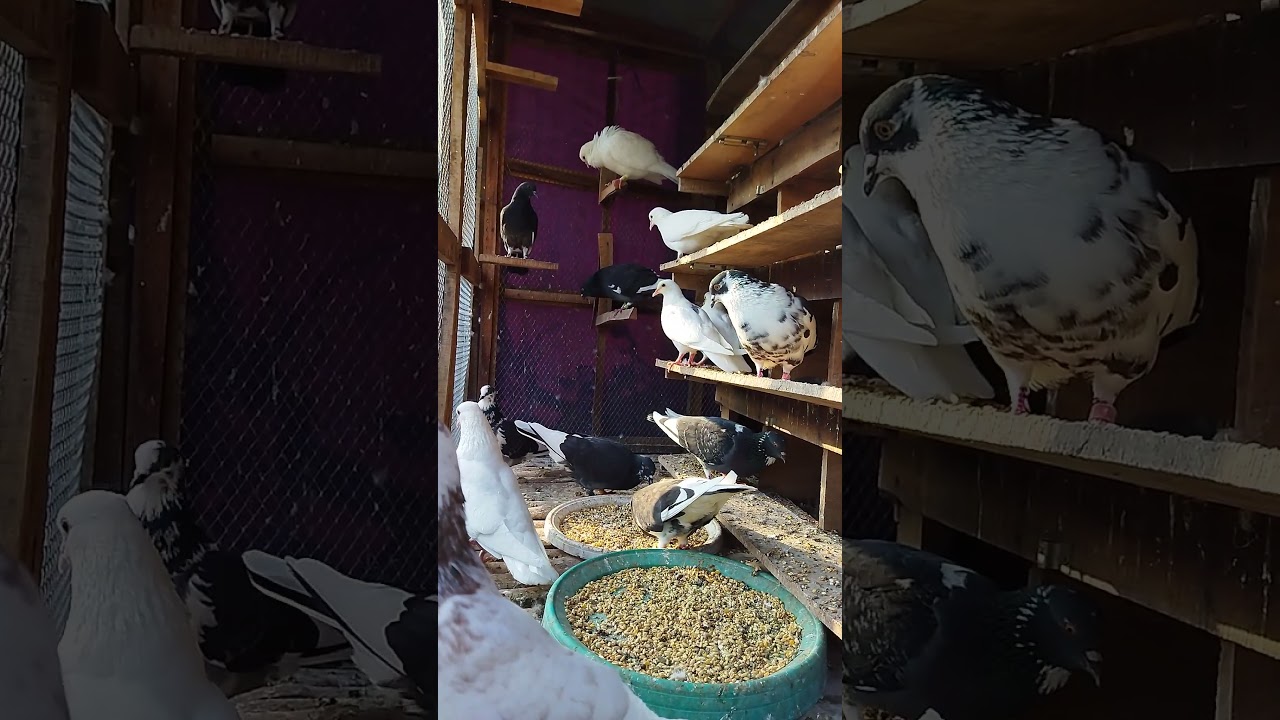 Pigeons Crazy Activity Inside A Aviary Setup 🕊️❤️ | Watch And Feel It Floak And Fluffy Feathers