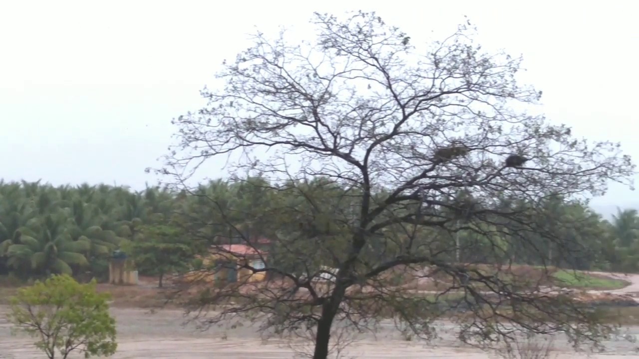 chuvas  2020 transformam o cen&aacute;rio no sert&atilde;o...chuva &eacute; vida🙏