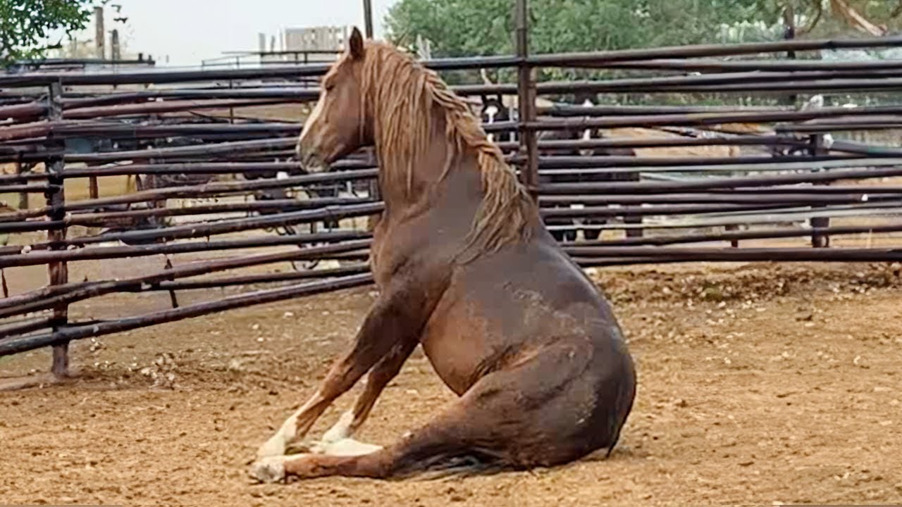 The Funniest Horses Video 🤣 Best Compilation!