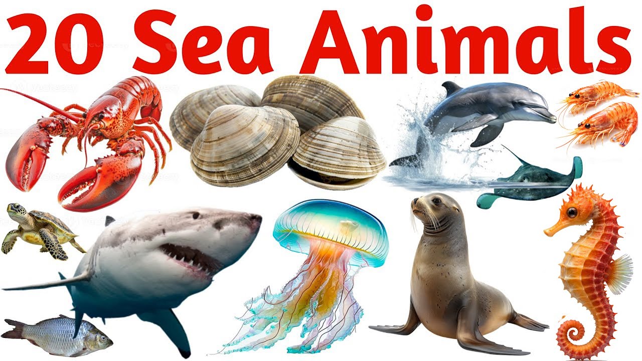 Sea Animals Name in Hindi & English | Kindergarten Learning Videos | पानी वाले जीव #kidslearning