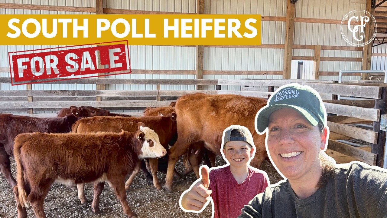 Prepping to Sell our South Poll Heifers (100% Grass-Fed)