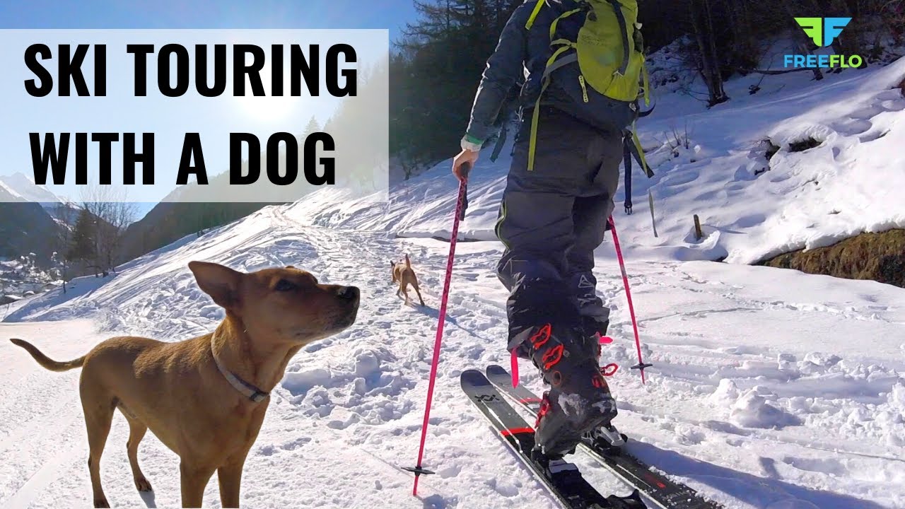 SKI TOURING with your Dog | HOW TO Ski Tour With Your Dog | 5 Tips