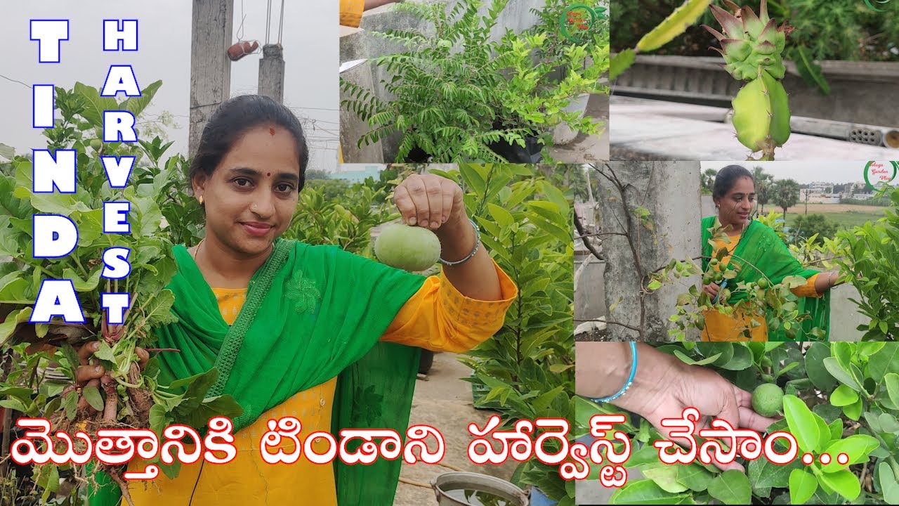 Tinda harvest on terrace garden || మొత్తానికి టిండాని హార్వెస్ట్ చేసాం...