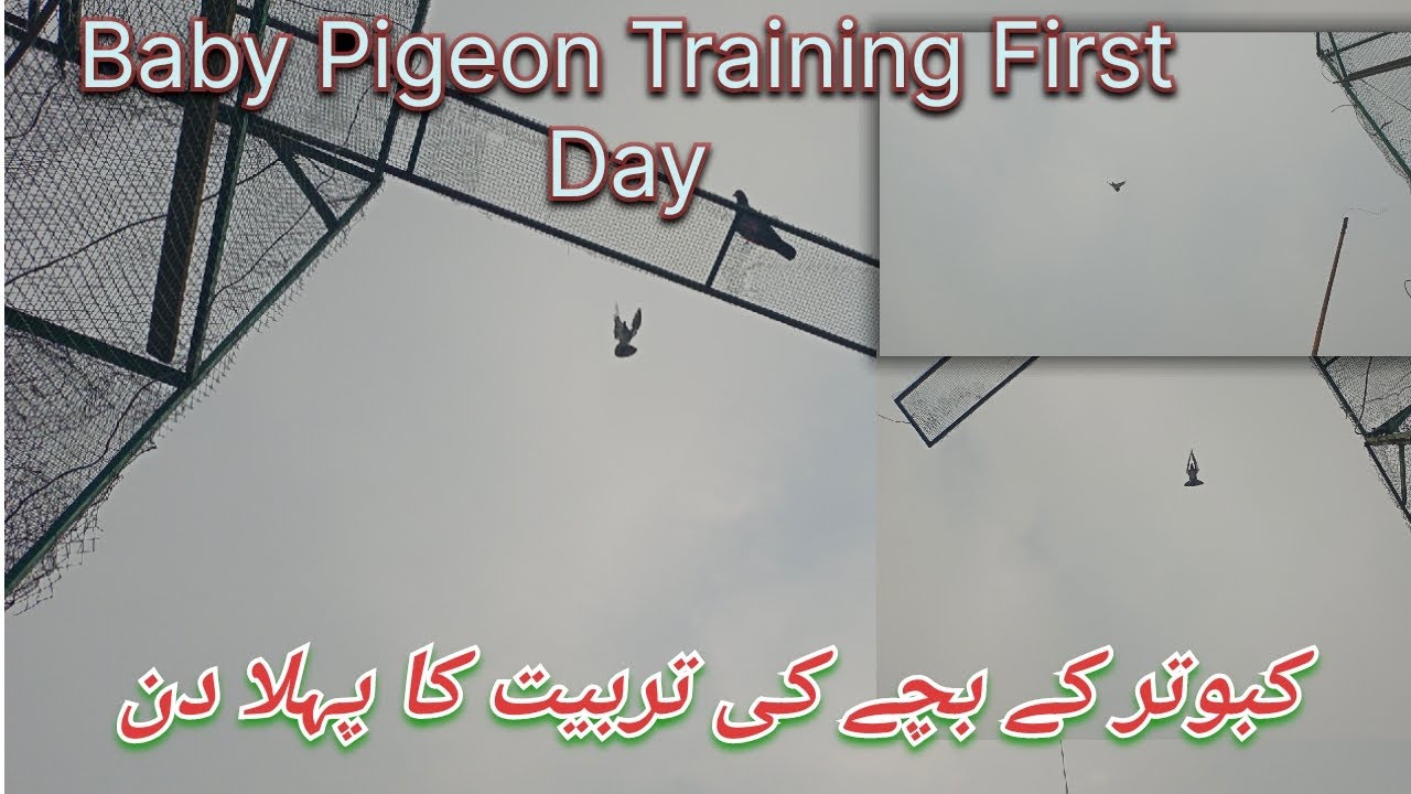 بچے کبوتر ٹرینی پہلا دن|Baby Pigeon Traini first day|Niazipigeonclublahore 