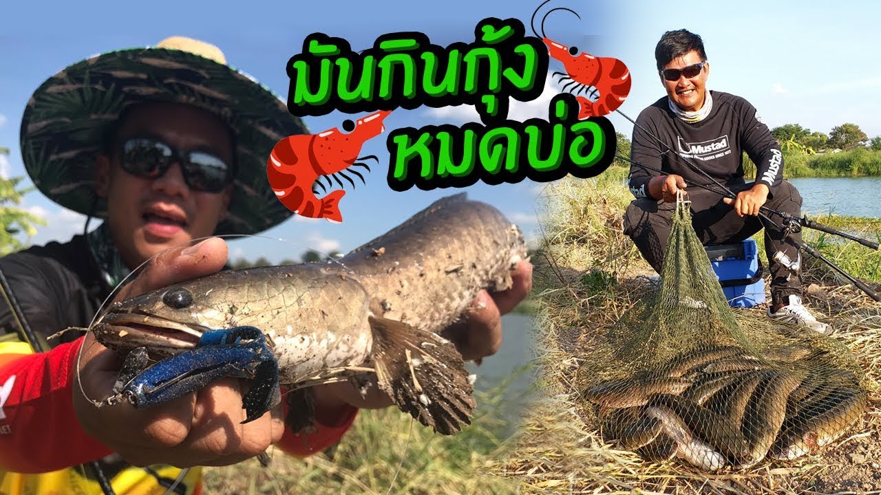 ปลาช่อนกินกุ้งในบ่อ เราก็ต้องไปปราบ ทริปซ้ำ!