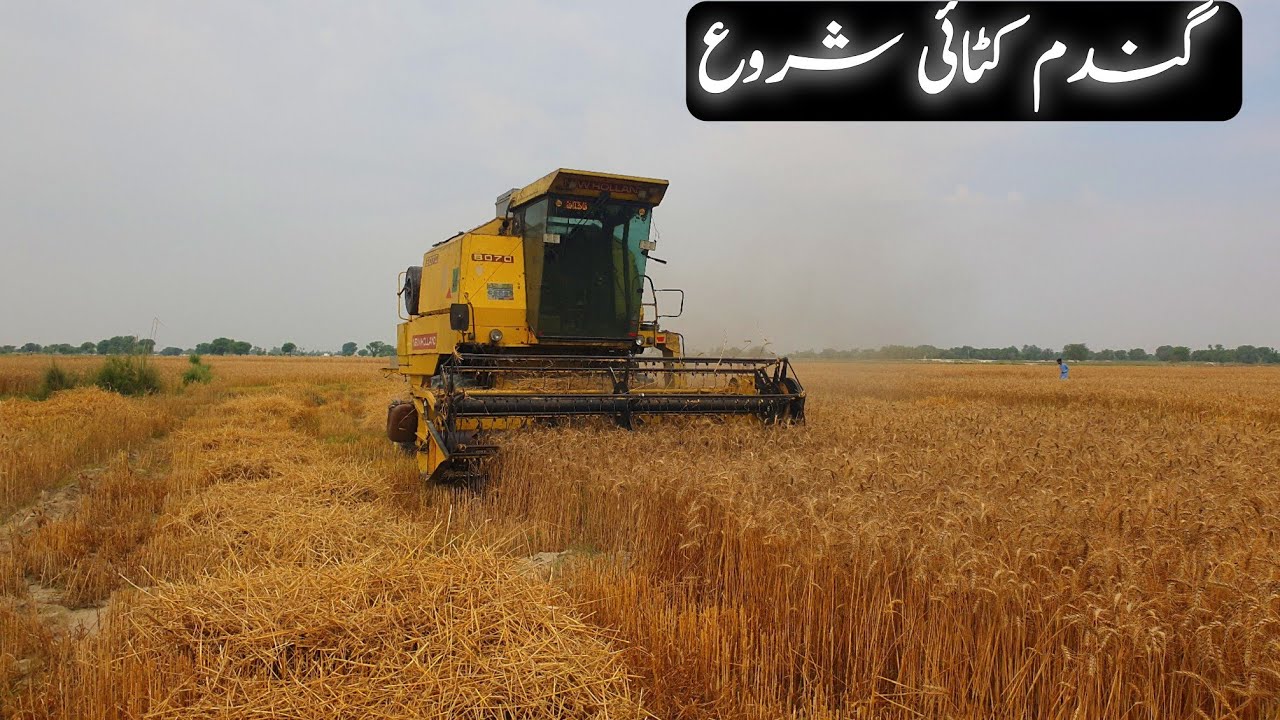 Gundam ki katai | Wheat cutting harvester 2026