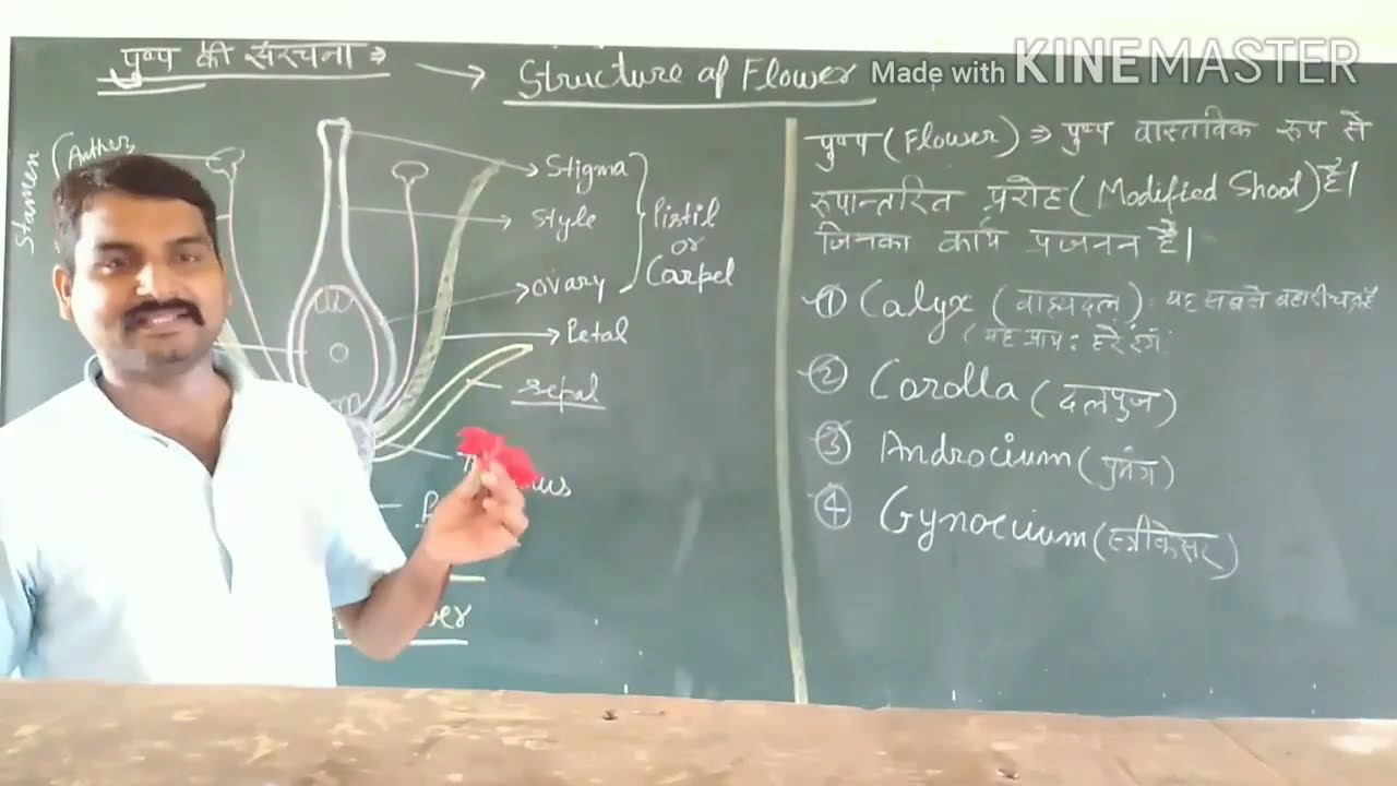 STRUCTURE OF FLOWER/ PART OF FLOWER।BIOLOGY IN HINDI पुष्प की संरचना और भाग/पुष्प का चित्र | class11
