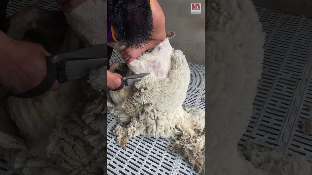 🐏✂ Esquila desmaneada con tijera manual, método Tally-Hi - Arsenio 