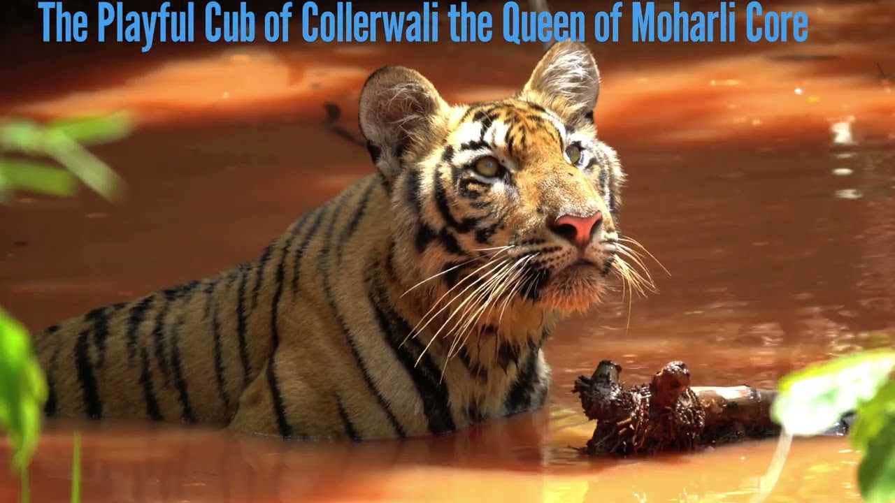 The Playful Cub of Collerwali the Queen of Moharli Tadoba Core went for fishing
