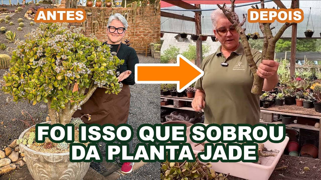 011 | Ainda conseguimos salvar (Planta Jade)