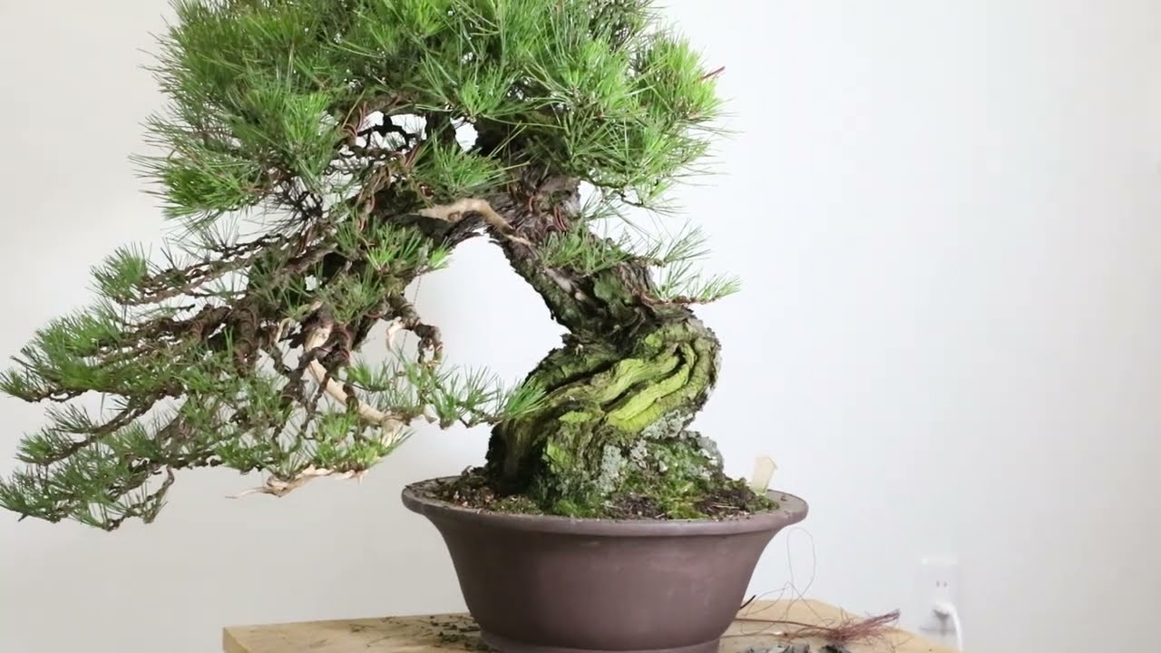 Koji Hiramatsu Takamatsu Bonsai Channel