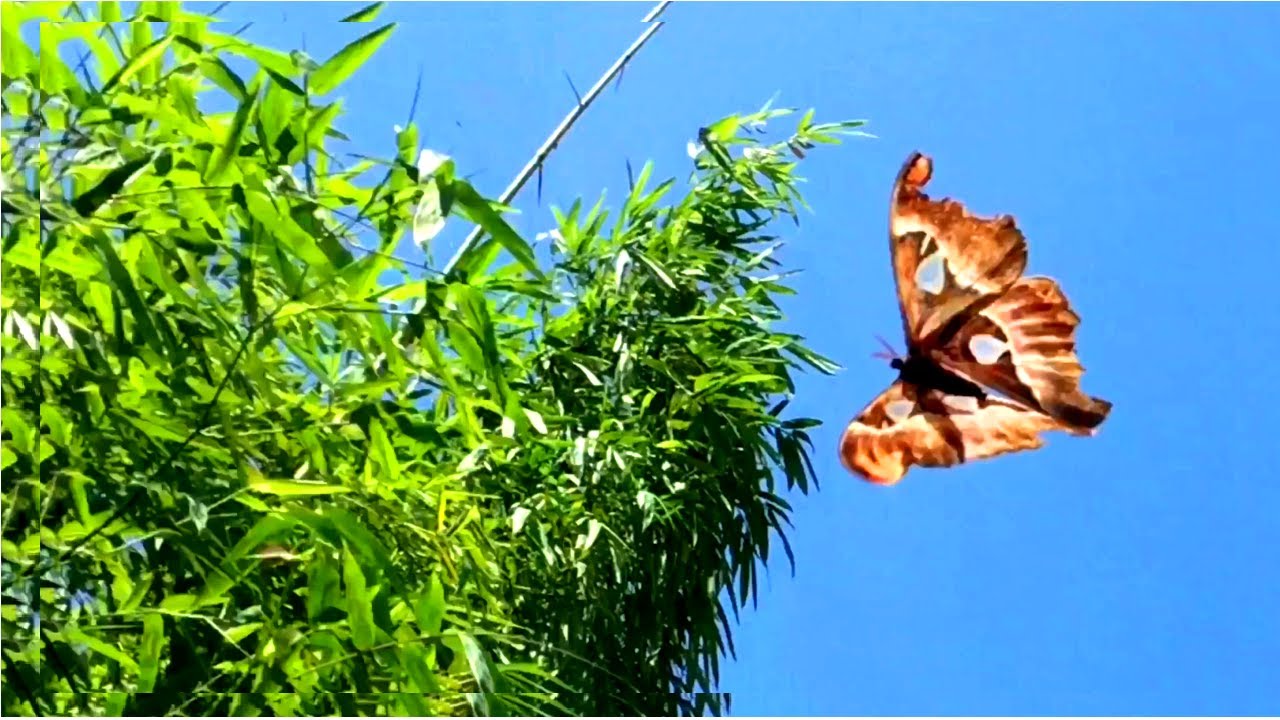 Monarch butterfly rescue forest. Protect wild animals