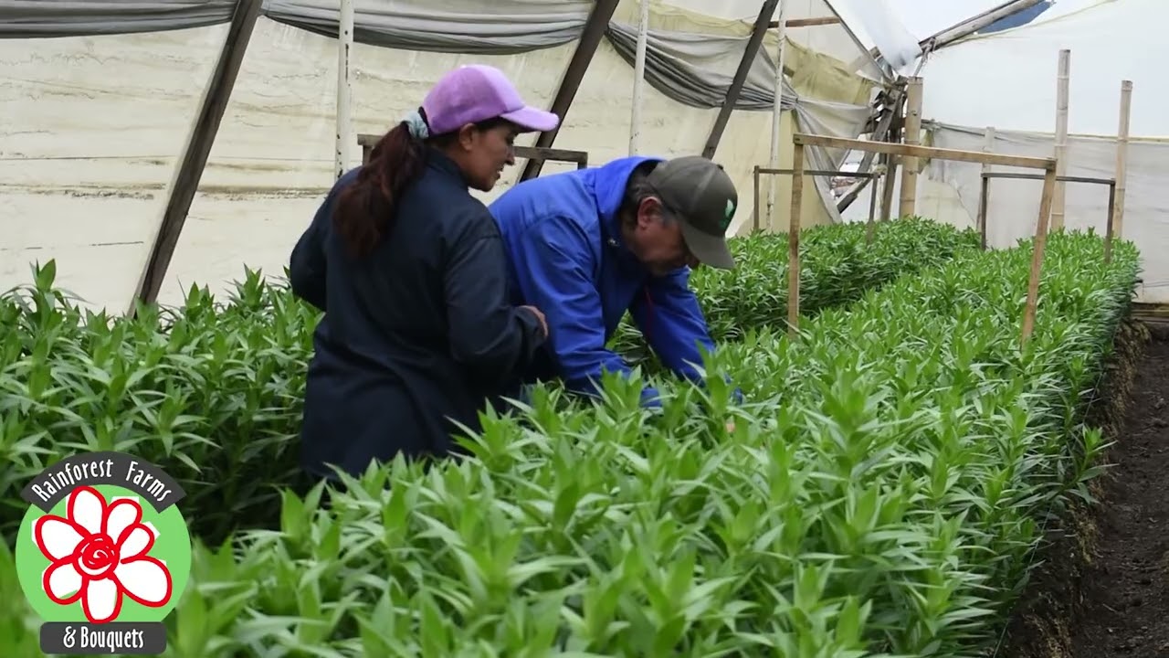 Process of Planting, Growing and Harvesting the Lilies - Rainforest Farms & Bouquets