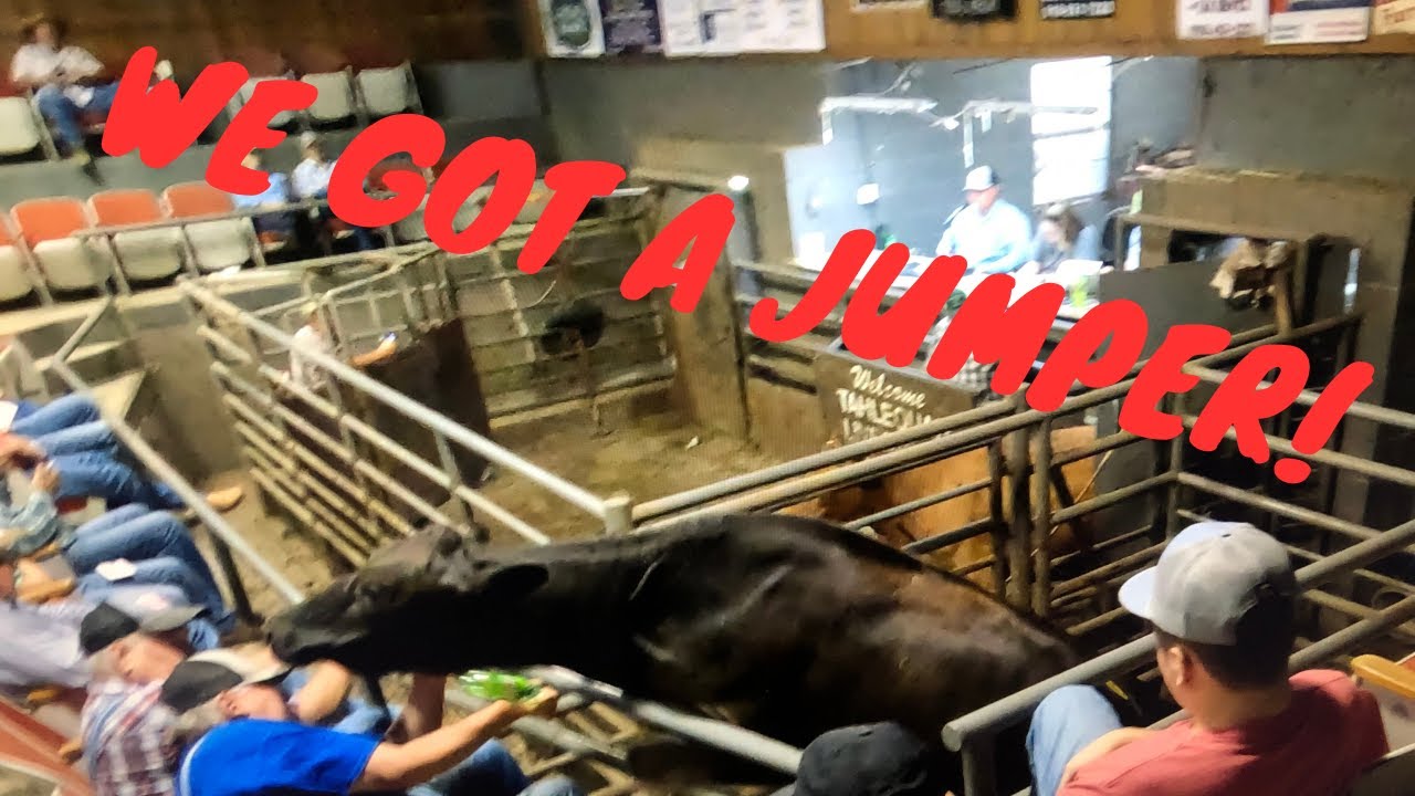 Let's go to the Tahlequah Cattle Auction! July 22nd 2023