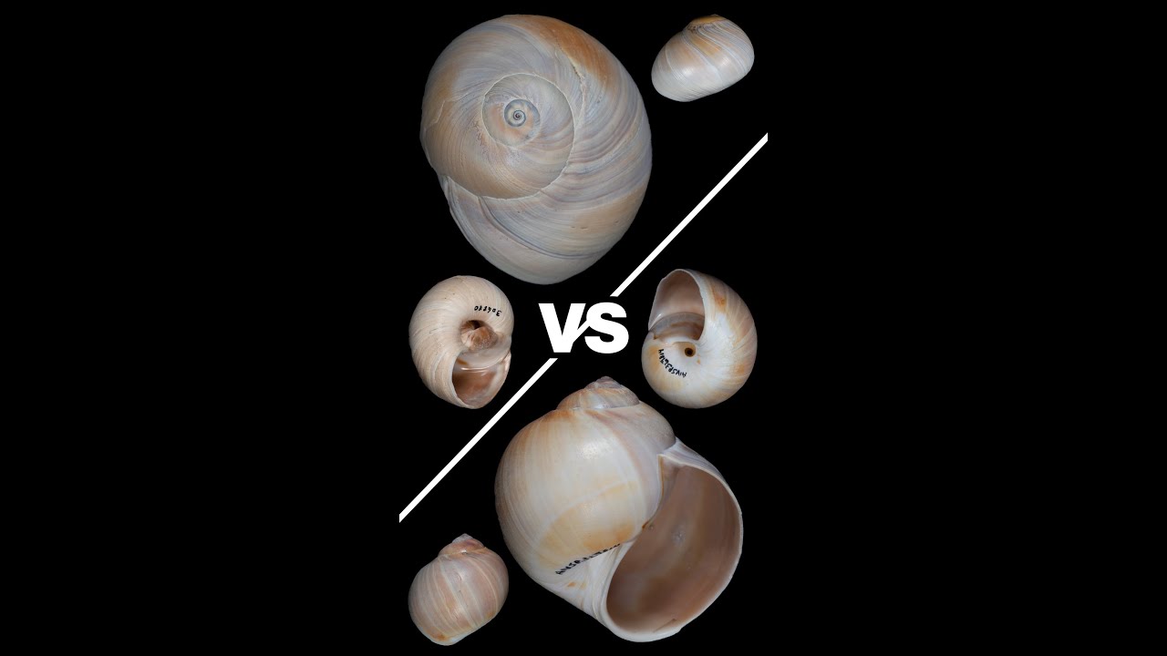 Shark Eye Shell VS Northern Moon Snail #shorts