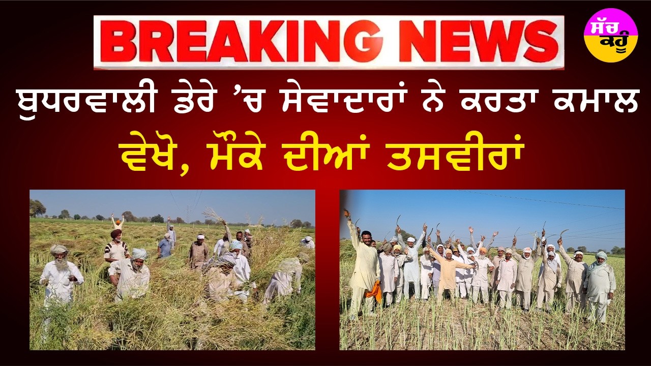 Mustard Crop Harvesting | ਬੁਧਰਵਾਲੀ ਡੇਰੇ 'ਚ ਸੇਵਾ ਦਾ ਮਹਾਕੁੰਭ | Dera Sacha Sauda