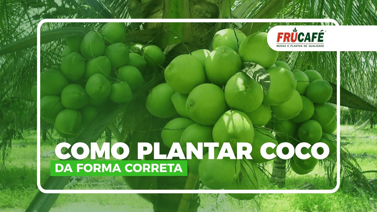 Como Plantar Mudas de Coco, Corretamente?