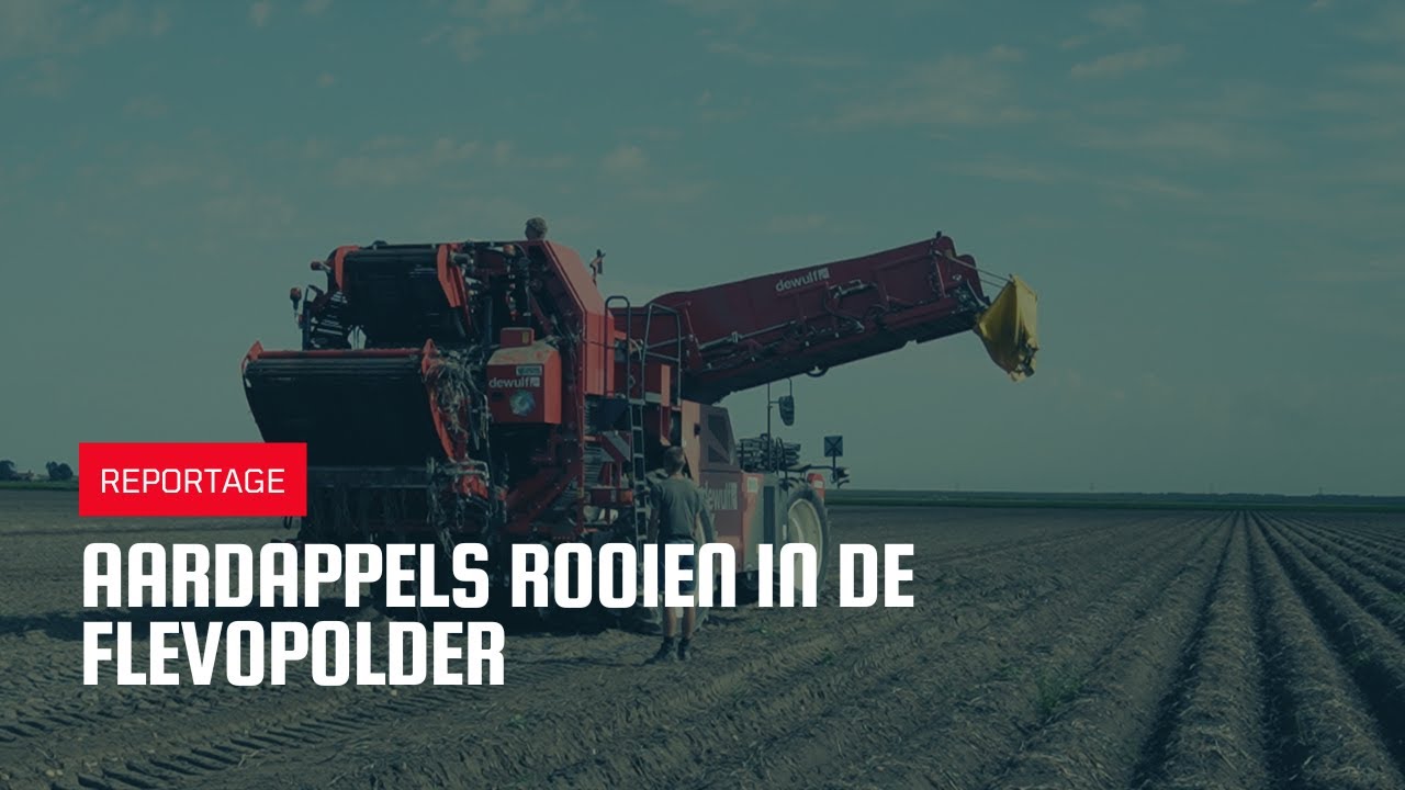 Aardappels rooien in de Flevopolder