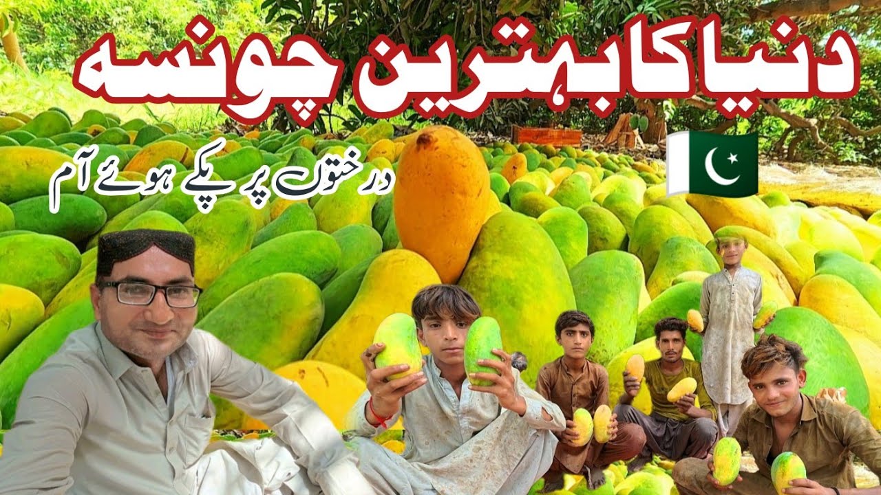 World famous Mango variety in Pakistan | Chonsa mango | Best Pakistani chaunsa mango