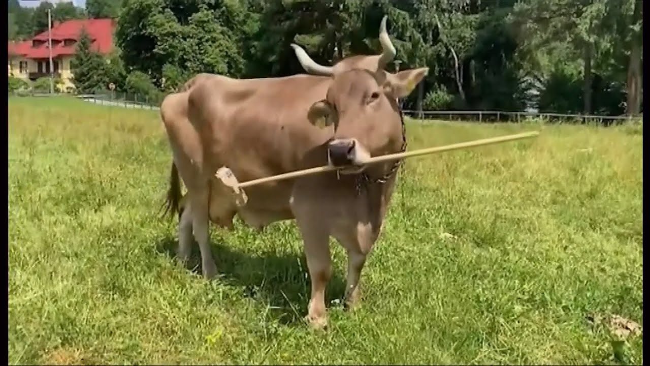Cow astonishes scientists with rare use of tools (Austria) 20/Jan/2026