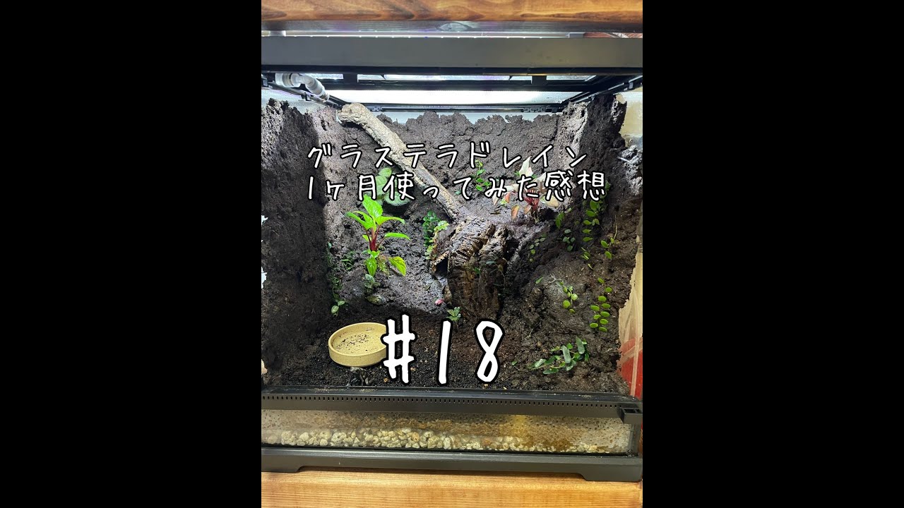 【パルダリウム】グラステラリウム ドレイン 1ヶ月使ってみた #18【ヤドクガエル】
