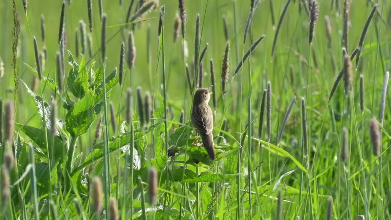 Singing Common Grasshopper Warbler