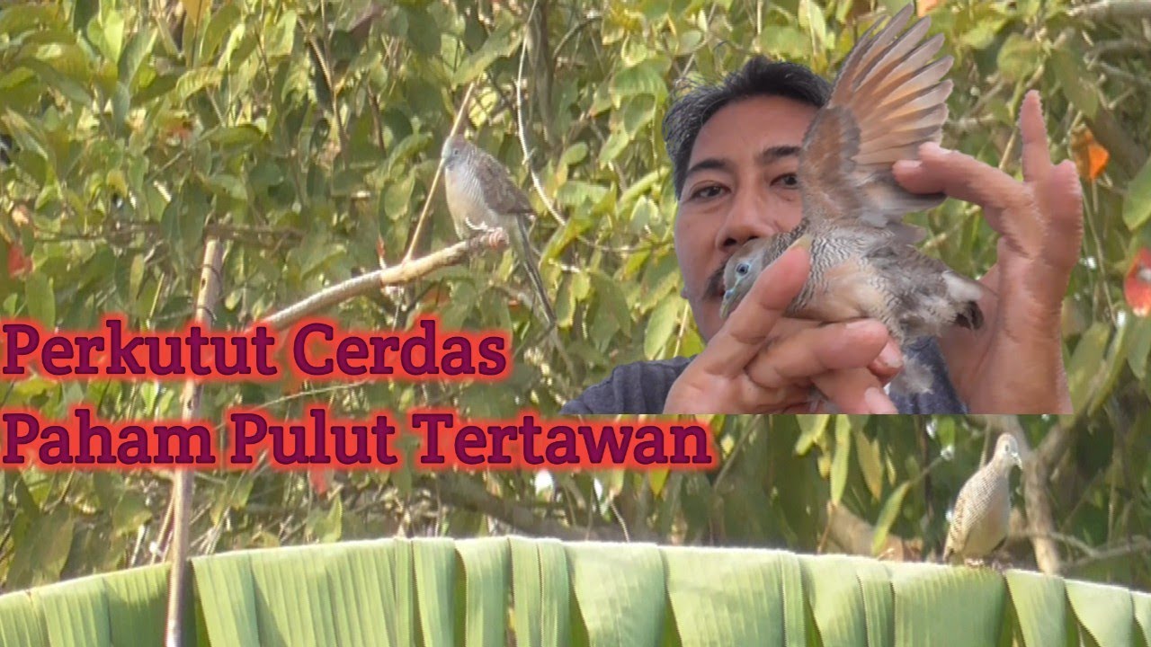 Mikat Perkutut Cerdas Bersuara Kristal di Pinggir Danau @Bambang ChanneL (BCL)