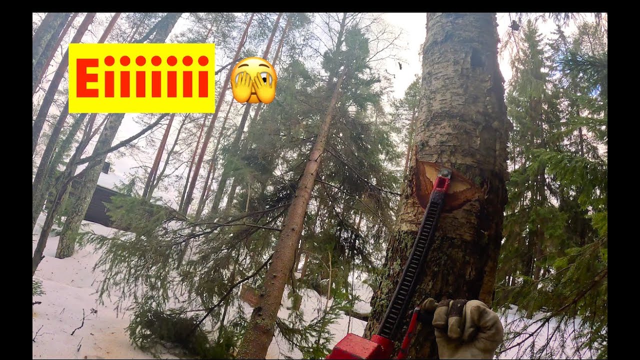 Nuoskaa ja koivuja 🥵. Osa 3, FAIL, EI SINNE 🫣. Pro Finnish Lumberjack and Husqvarna 550xp.