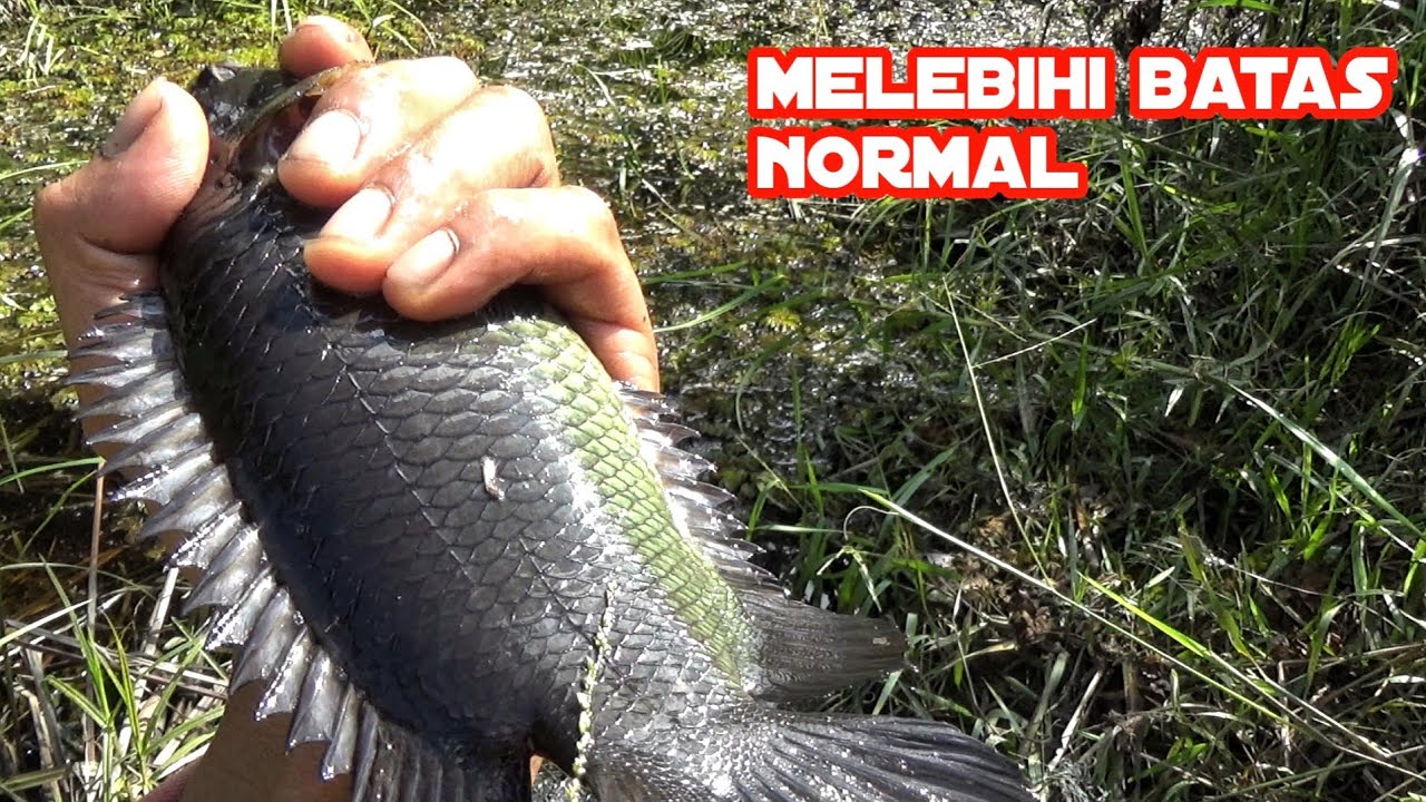 MUSTAHIL TAPI ADA, RAWA PEDALAMAN KALIMANTAN MASIH ADA UKURAN IKAN SEBESAR INI,MANCING BETOK