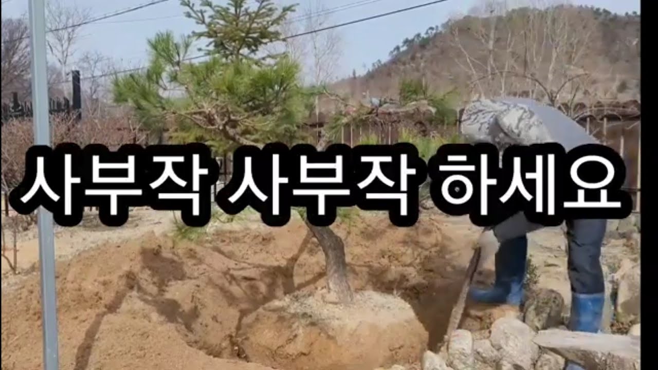 나무 분뜨기 가장쉬운  방법 이런방법으로
