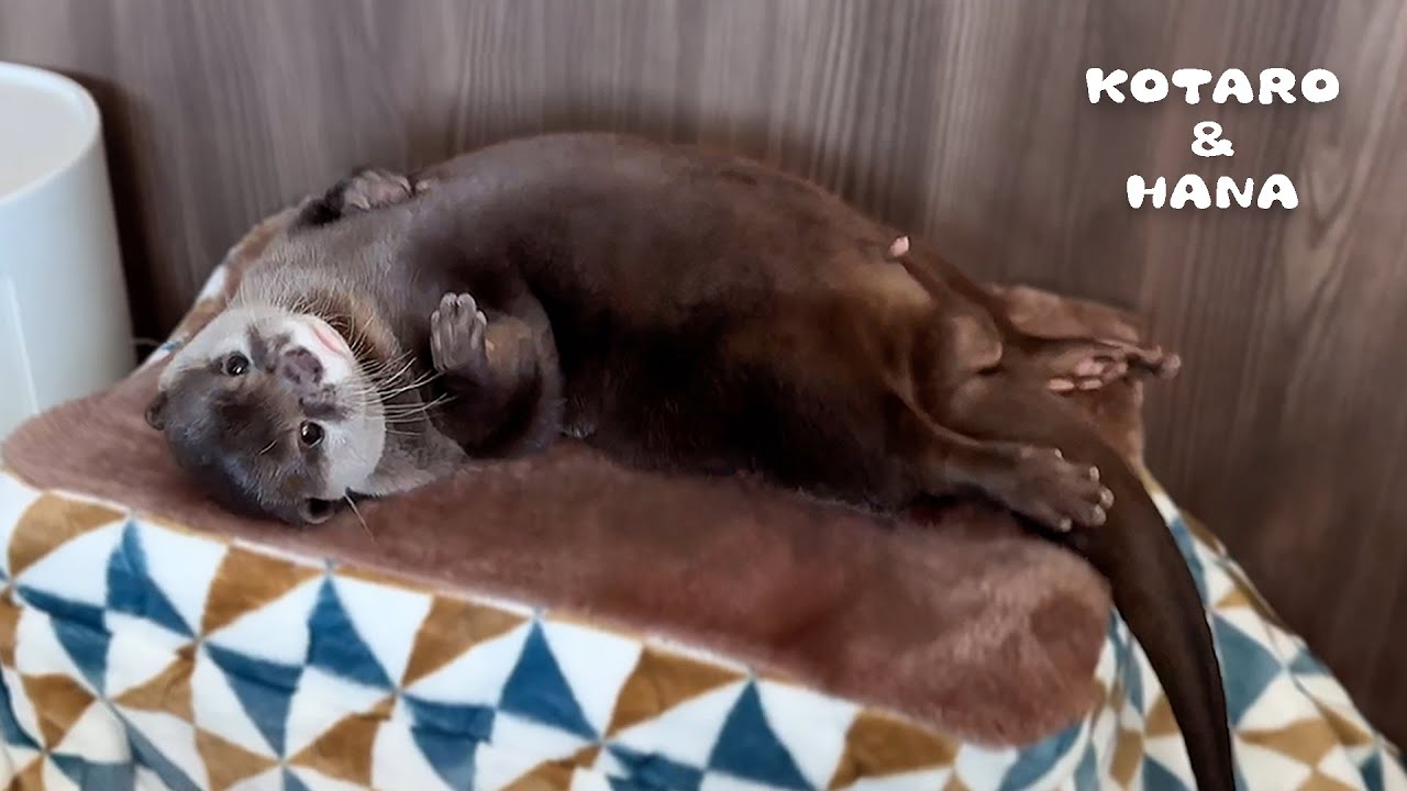 こたつの上でお腹ぽりぽりするカワウソが完全におっさん　Otters Doing Silly Things Before Bed