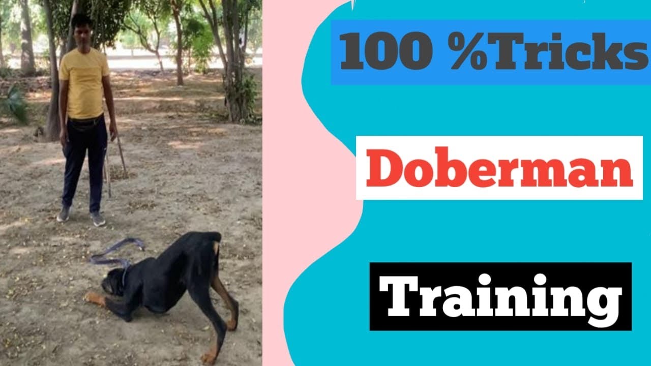 Doberman Training !! Trainer Rajesh Pal