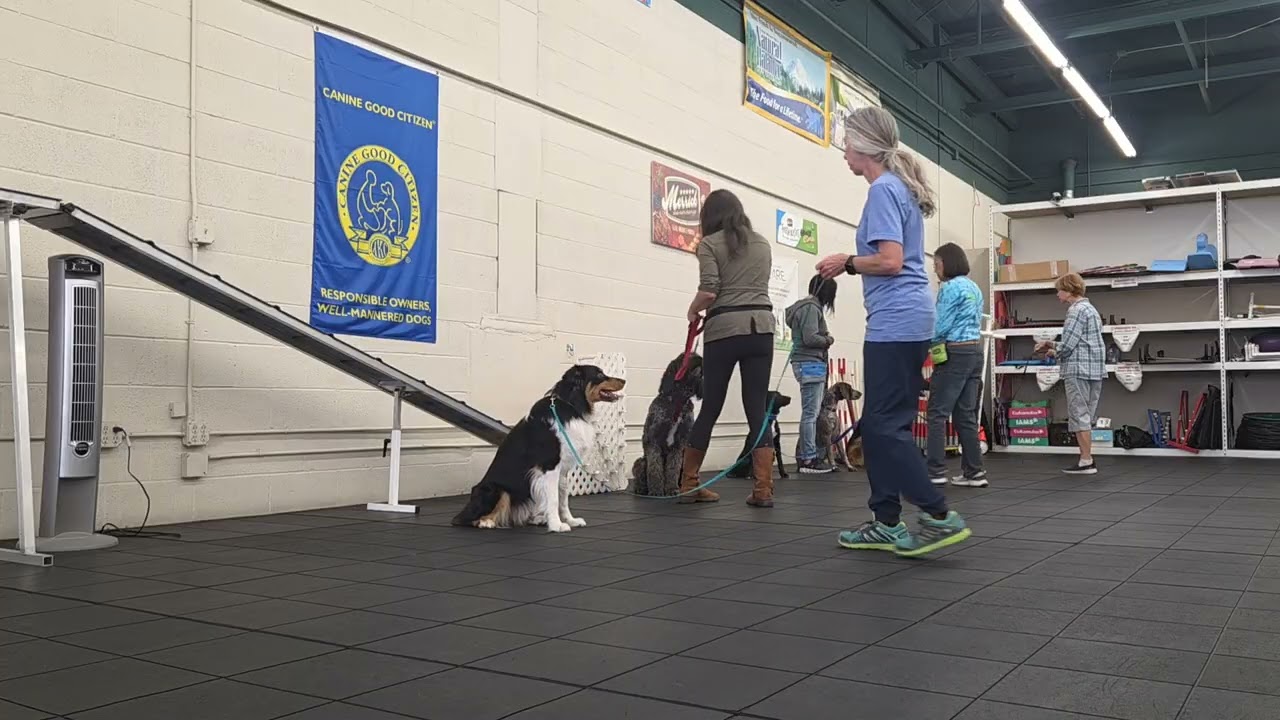 Working on impulse control and stay