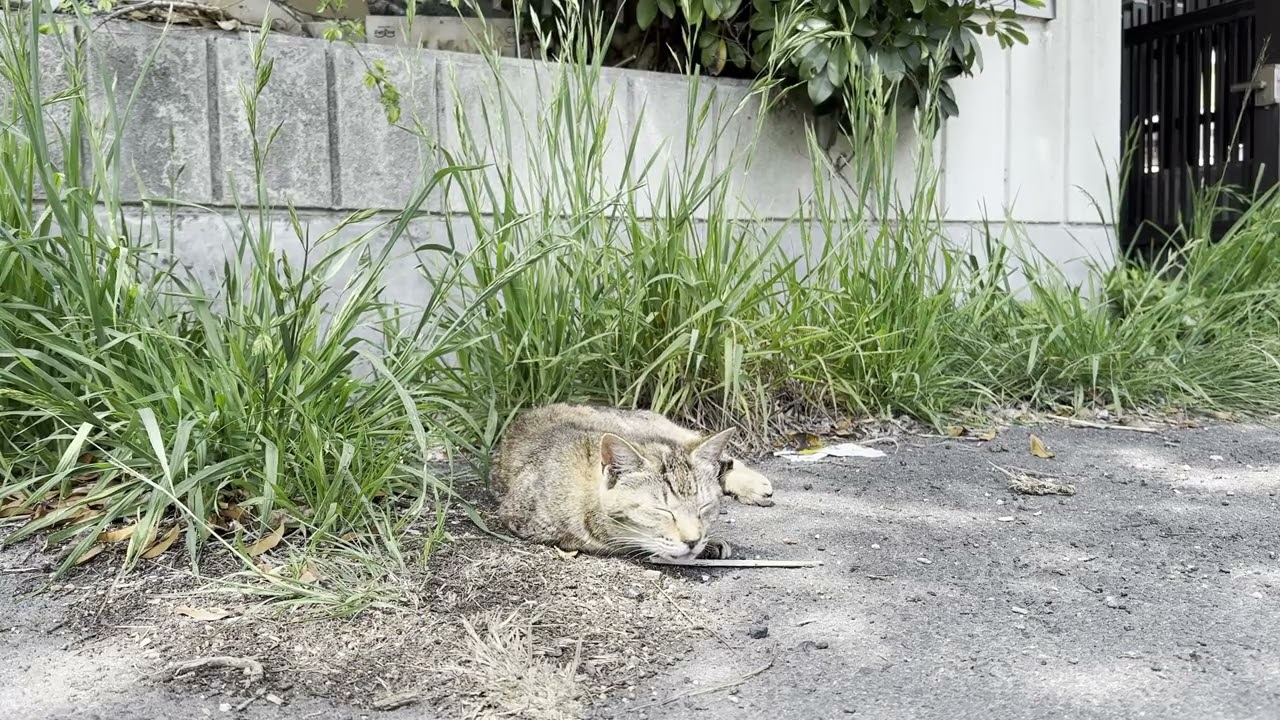 志和久島の文化センターの近くにいたキジトビ猫さんとキジトラ猫さん