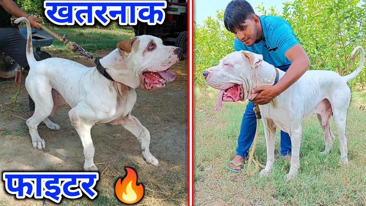 शानदार पाकिस्तानी बुली 🔥| Pakistani Bully Dog in Haryana | Best Quality Bully Kutta Puppies
