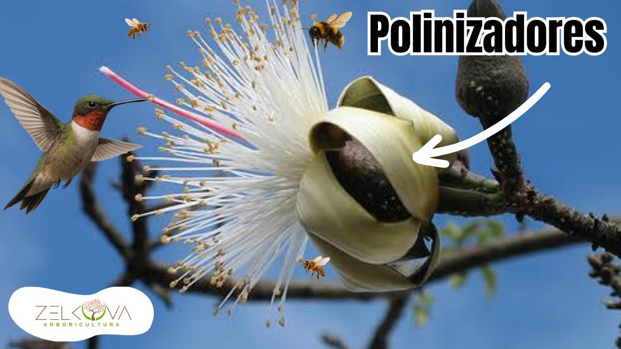 15 Árboles Nativos Mexicanos Polinizadores