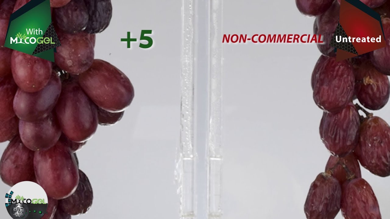 Mycogel on Crimson Seedless Grapes | Agrocode Bioscience