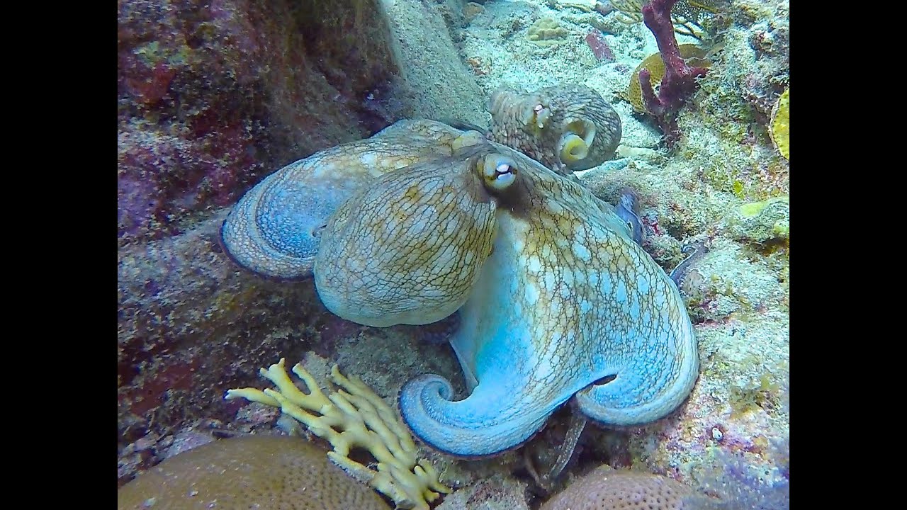 Mating Octopuses (without music)