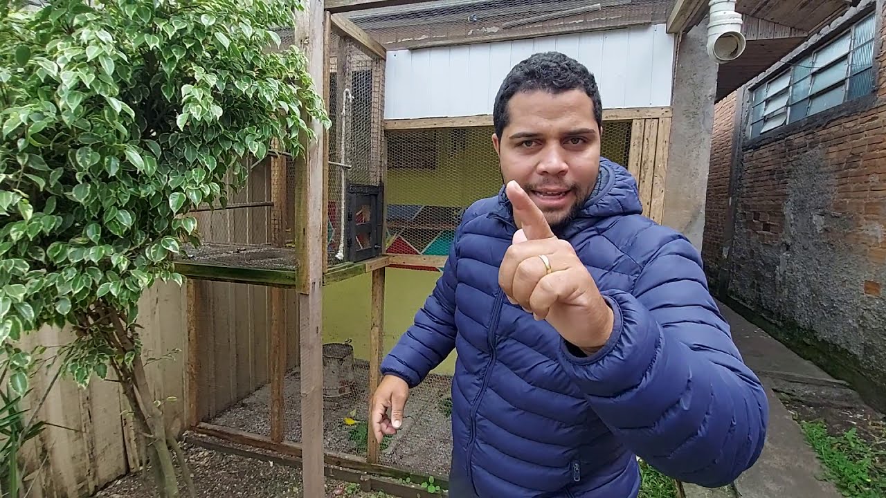 NASCEU 6 FILHOTES  DAS CANARIAS QUE TAVAM CHOCANDO JUNTAS