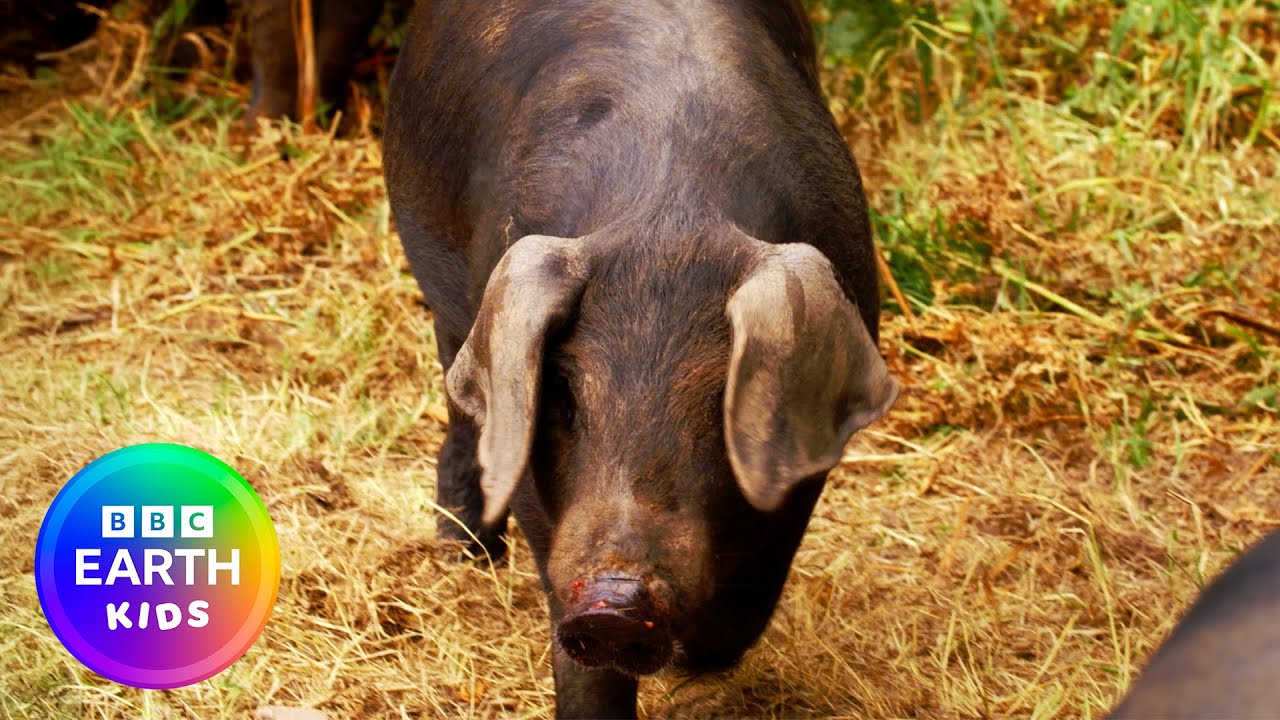 Очаровательные поросята демонстрируют свои навыки решения проблем 🥺 | BBC Earth Kids