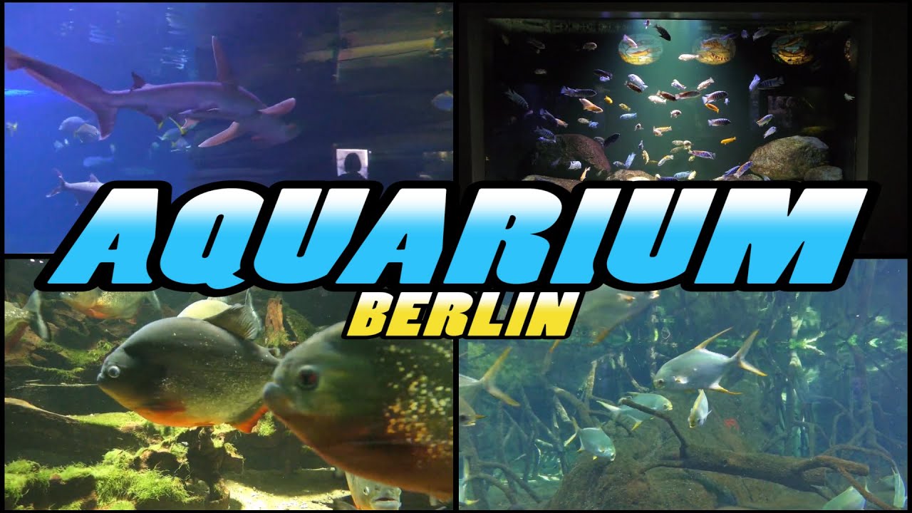 AQUARIUM Berlin - Zoo Berlin - Germany (4k)
