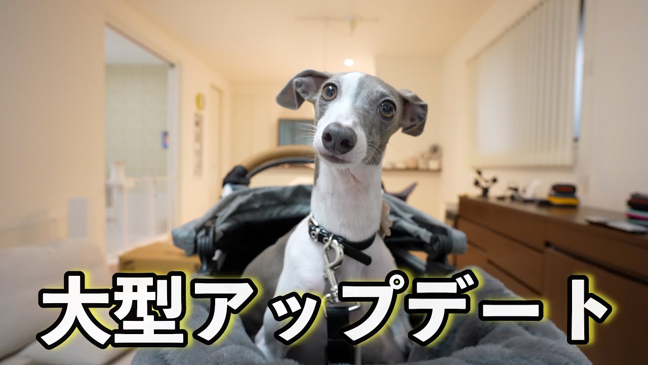 愛犬のエアバギーの仕様がついに‼︎ Ver .2.0にアップデートされました!