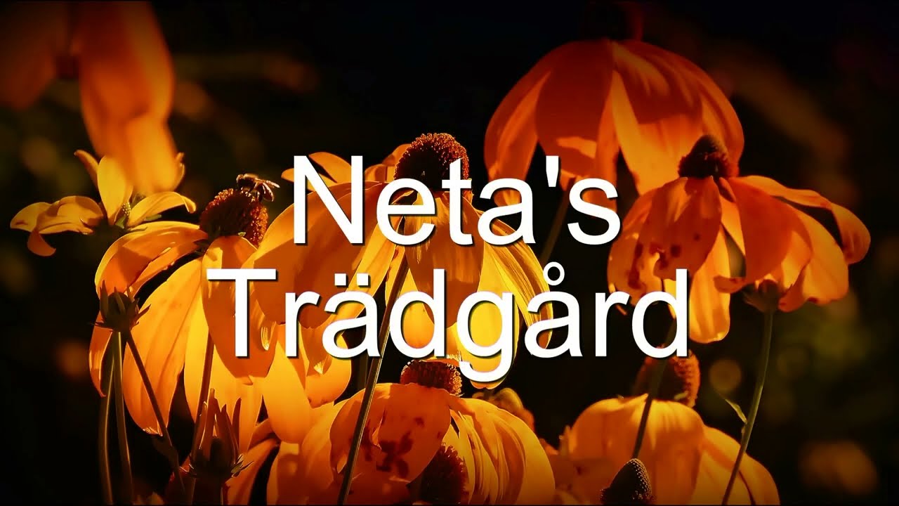Beskära päronträd