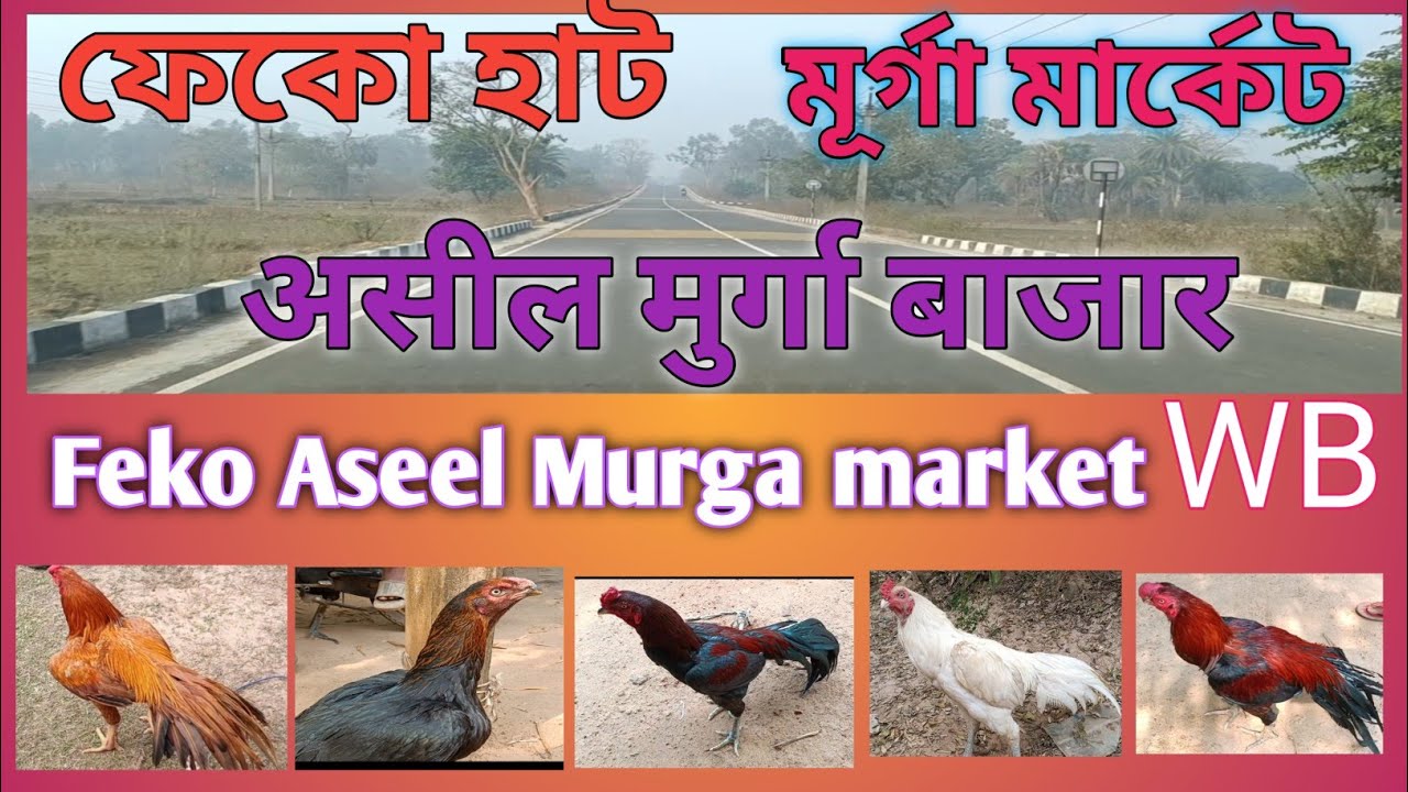 Aseel Murga price update in India