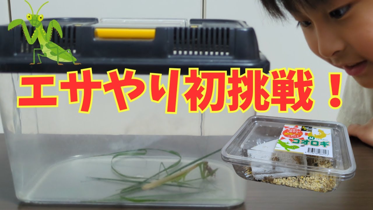 カマキリのエサやり観察｜コオロギをあげて親子で学ぶ昆虫飼育