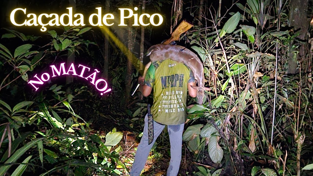 Caçada de Pico no Matão!