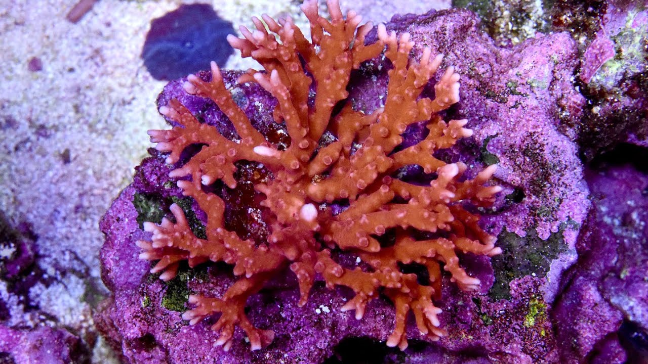 Can probiotics improve coral health ?