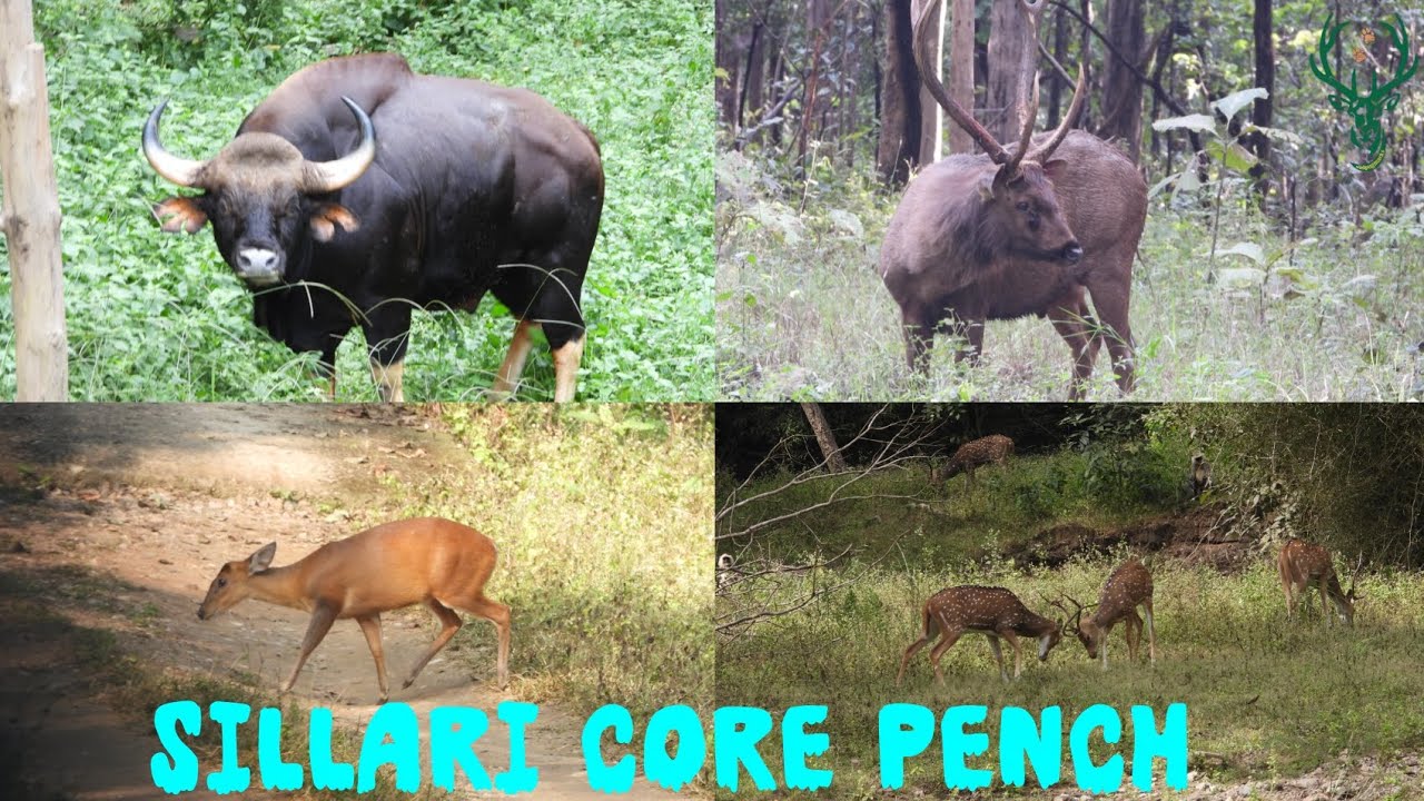 Sillari Core Pench Tiger Reserve 🐅 🐾