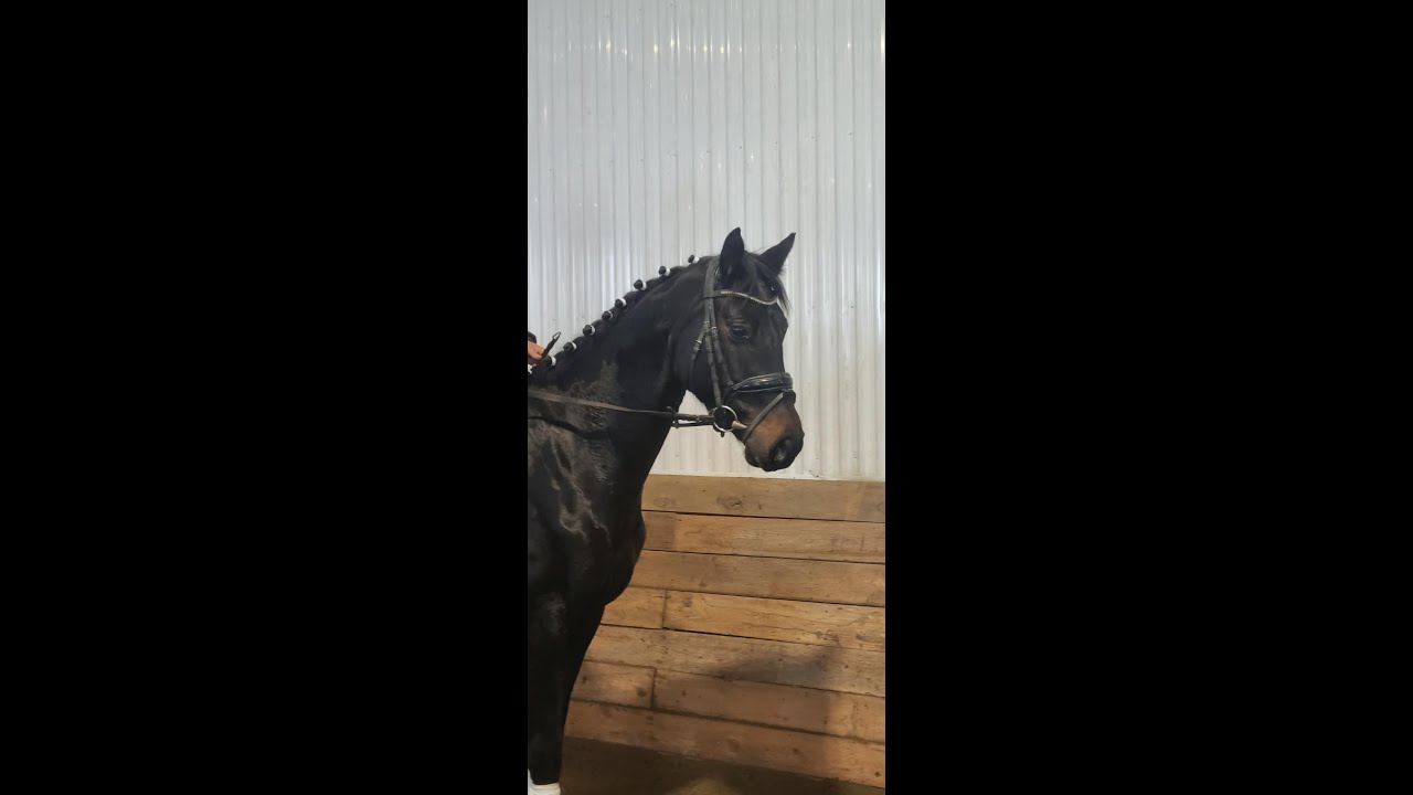 2021 CWB gelding / hongre - RS FABINO W