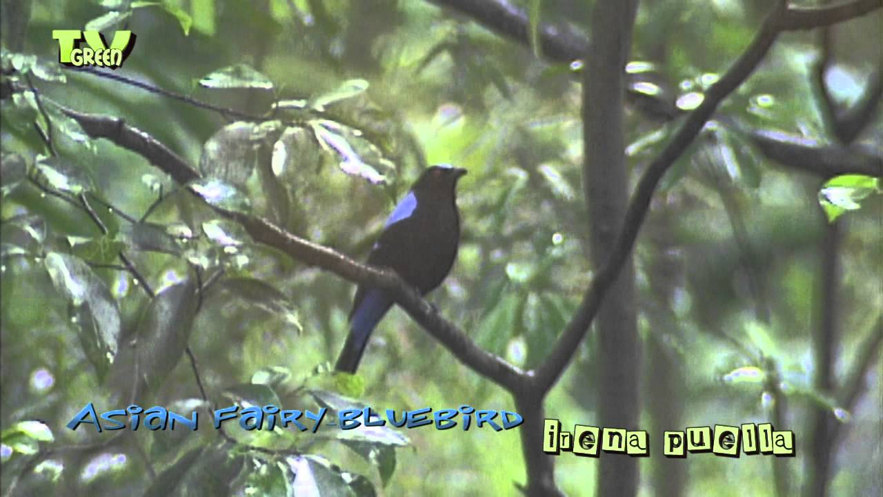 Birds of Asia - Asian Fairy Bluebird -  Irena puella